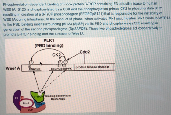 Phosphorylation-dependent binding of F-box protein B-TrCP containing E3 ubiquitin ligase to human WEE1A. S123 is phosphorylat