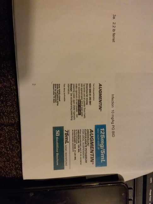 3a. 2.2 lb ferret Infection 10 mg/kg PO BID AUGMENTIN 125mg/5mL NDC 0029-6035-39 AUGMENTIN AMOXICILLIN/ CLAVULANATE POTASSIUM
