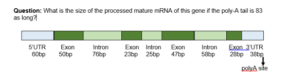 What is the size of the processed mature mRNA of t