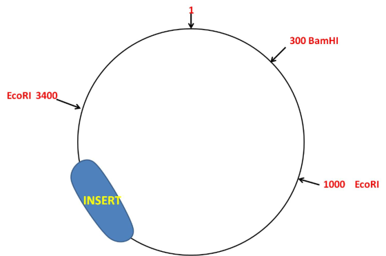 300 BamHI EcoRI 3400 1000 EcORI INSERT