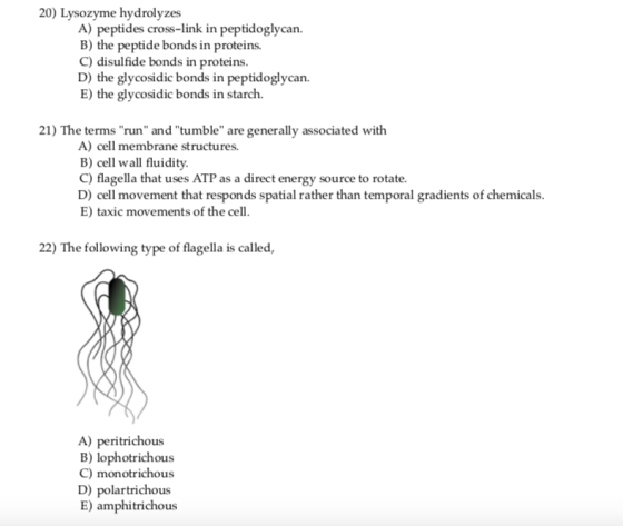 20) Lysozyme hydrolyzes A) peptides cross-link in peptidoglycan. B) the peptide bonds in proteins. C) disulfide bonds in proteins. D) the glycosidic bonds in peptidoglycan. E) the glycosidic bonds in starch. 21) The terms run and tumble are generally associated with A) cell membrane structures. B) cell wall fluidity. C) flagella that uses ATP as a direct energy source to rotate. D) cell movement that responds spatial rather than temporal gradients of chemicals. E) taxic movements of the cell. 22) The following type of flagella is called, A) peritrichous B) lophotrichous C) monotrichous D) polartrichous E) amphitrichous