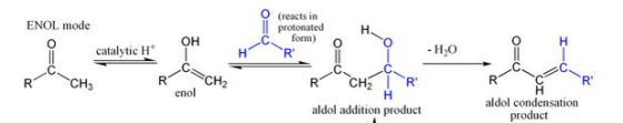 O (reacts in ll protonatedH ENOL mode catalytic H OH -form) 0 0 -H2O R CH3 CH2 enol aldol condensation product aldol additio
