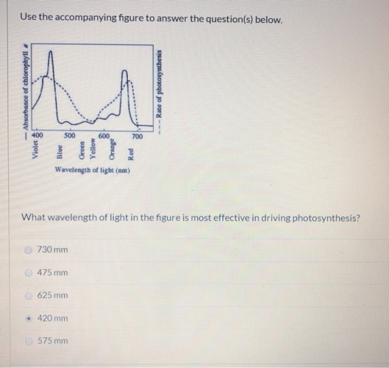 Use the accompanying figure to answer the question(s) below. -Absorbance of chlorophylla ---Rate of photosynthesis Violet Blu