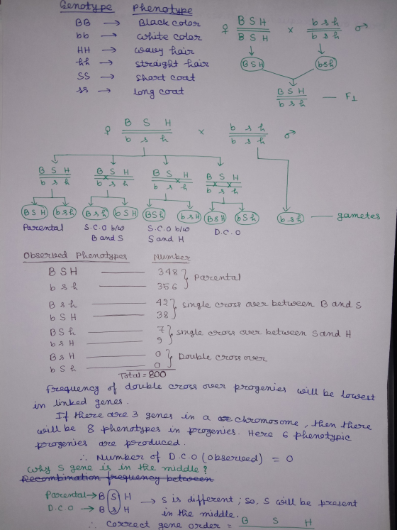 Genotype BB BSH B SH bsh * Tsh x bb HH hh Phenotype Black color white color waley hair straight hair short coat (BSH (bog lon