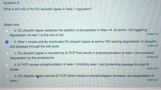Question 6: What is the role of the E3 ubiquitin ligase in Wee-1 regulation? Select one: a. E3 ubiquitin ligase catalyzes the