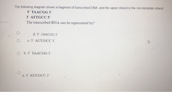 The following diagram shows a fragment of transcribed DNA, and the upper strand is the non-template strand: 5 TAACGG 3 3 ATT
