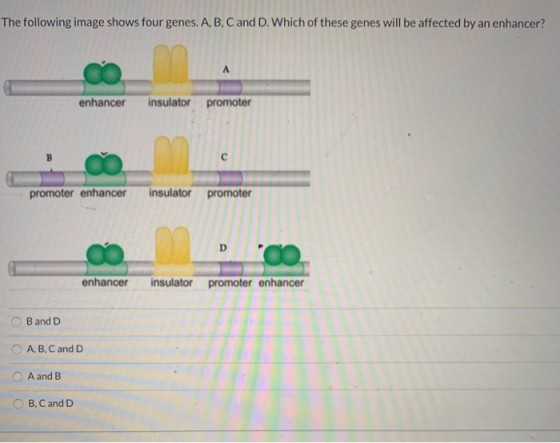 The following image shows four genes. A, B, C and D. Which of these genes will be affected by an enhancer? enhancer insulator
