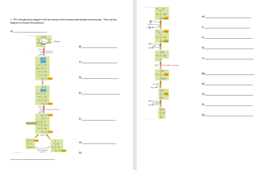 CHOPO 1. Fill in the glycolysis diagram with the names of the missing intermediates and enzymes. Then use the diagram to answ
