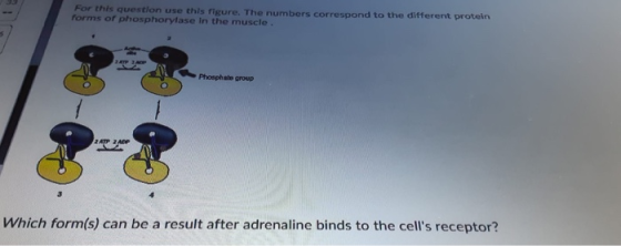 For this question use this figure. The numbers correspond to the different protein forms of phosphorylase in the muscle. 1 TA
