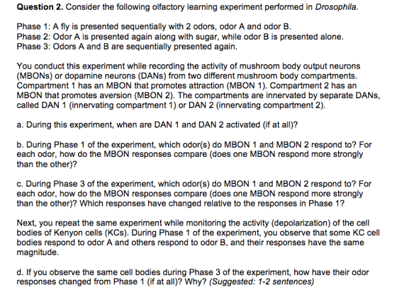 Question 2. Consider the following olfactory learning experiment performed in Drosophila Phase 1: A fly is presented sequentially with 2 odors, odor A and odor B Phase 2: Odor A is presented again along with sugar, while odor B is presented alone Phase 3: Odors A and B are sequentially presented again You conduct this experiment while recording the activity of mushroom body output neurons (MBONs) or dopamine neurons (DANs) from two different mushroom body compartments. Compartment 1 has an MBON that promotes attraction (MBON 1). Compartment 2 has an MBON that promotes aversion (MBON 2). The compartments are innervated by separate DANs, called DAN 1 (innervating compartment 1) or DAN 2 (innervating compartment 2) a. During this experiment, when are DAN 1 and DAN 2 activated (if at all)? b. During Phase 1 of the experiment, which odor(s) do MBON 1 and MBON 2 respond to? For each odor, how do the MBON responses compare (does one MBON respond more strongly than the other)? c. During Phase 3 of the experiment, which odor(s) do MBON 1 and MBON 2 respond to? For each odor, how do the MBON responses compare (does one MBON respond more strongly than the other)? Which responses have changed relative to the responses in Phase 1? Next, you repeat the same experiment while monitoring the activity (depolarization) of the cell bodies of Kenyon cells (KCs). During Phase 1 of the experiment, you observe that some KC cell bodies respond to odor A and others respond to odor B, and their responses have the same magnitude d. If you observe the same cell bodies during Phase 3 of the experiment, how have their odor responses changed from Phase 1 (if at all)? Why? (Suggested: 1-2 sentences)