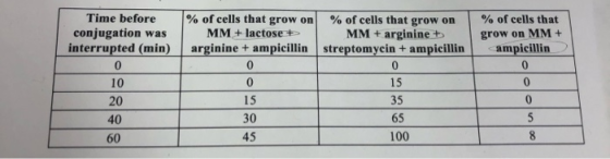Time before conjugation was interrupted (min) % of cells that grow on MM + lactose + arginine + ampicillin % of cells that gr