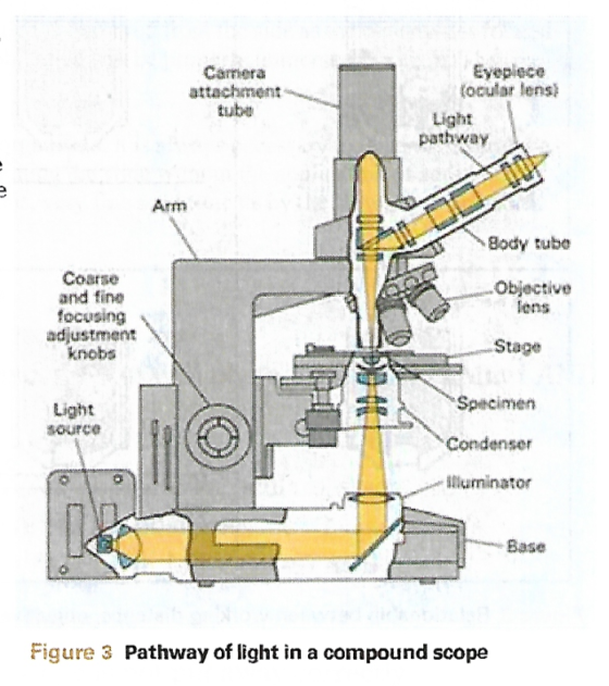 Carrera attachment Eyeplece focular lens) Light pathway LU Arm Body tube Objective Coarse and fine focusing adjustment knob S