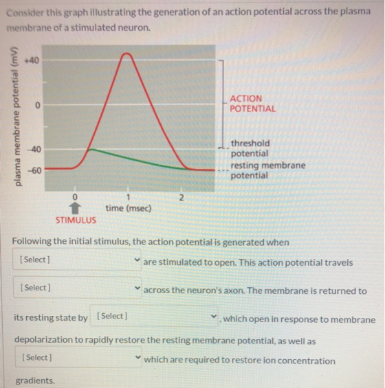 Consider this graph illustrating the generation of an action potential across the plasma membrane of a stimulated neuron. +40