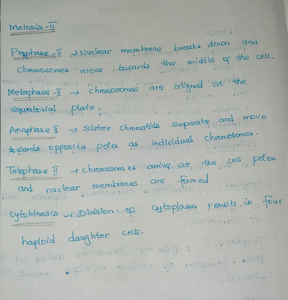 Melasis II Prophase - Il Nuclear membrane breaks down and Chromosomes. move nove bwards towards the middle of the cell. Metap