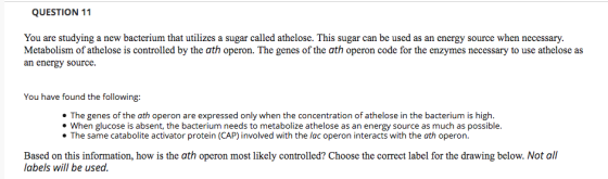 QUESTION 11 You are studying a new bacterium that utilizes a sugar called athelose. This sugar can be used as an energy source when necessary. Metabolism of athelose is controlled by the ath operon. The genes of the ath operon code for the enzymes necessary to use athelose as an energy sourc You have found the following: * The genes of the ath operon are expressed only when the concentration of athelose in the bacterium is high. . When glucose is absent, the bacterium needs to metabolize athelose as an energy source as much as possible. The same catabolite activator protein (CAP) involved with the lac operon interacts with the ath operon. Based on this information, how is the ath operon most likely controlled? Choose the correct label for the drawing below. Not all labels will be used