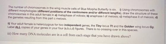 The number of chromosomes in the wing muscle cells of Blue Morpha Butterfly is six. i) Using chromosomes with different morph