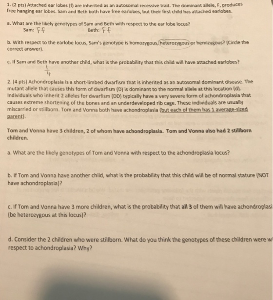 1. (2 pts) Attached ear lobes (f) are inherited as an autosomal recessive trait. The dominant allele, F, produces free hanging ear lobes. Sam and Beth both have free earlobes, but their first child has attached earlobes. a. What are the likely genotypes of Sam and Beth with respect to the ear lobe locus? Sam: F Beth: FF b. With respect to the earlobe locus, Sams genotype is homozygous,/(heterozygous or hemizygous? (Circle the correct answer). c. If Sam and Beth have another child, what is the probability that this child will have attached earlobes? 2. (4 pts) Achondroplasia is a short-limbed dwarfism that is inherited as an autosomal dominant disease. The mutant allele that causes this form of dwarfism (D) is dominant to the normal allele at this location (d) Individuals who inherit 2 alleles for dwarfism (DD) typically have a very severe form of achondroplasia that causes extreme shortening of the bones and an underdeveloped rib cage. These individuals are usually miscarried or stillborn. Tom and Vonna both have achondroplasia (but each of them has 1 average-sized parent). Tom and Vonna have 3 children, 2 of whom have achondroplasia. Tom and Vonna also had 2 stillborn children a. What are the likely genotypes of Tom and Vonna with respect to the achondroplasia locus? b. If Tom and Vonna have another child, what is the probability that this child will be of normal stature (NOT have achondroplasia)? c. If Tom and Vonna have 3 more children, what is the probability that all 3 of them will have achondroplasi (be heterozygous at this locus)? d. Consider the 2 children who were stillborn. What do you think the genotypes of these children were w respect to achondroplasia? Why?