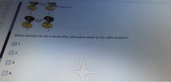 Which form(s) can be a result after adrenaline binds to the cells receptor? 2 3