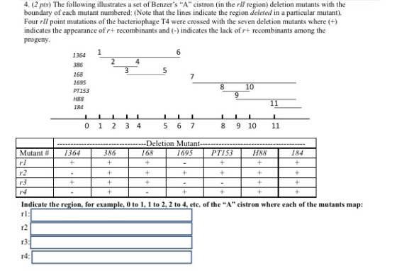 4. (2 pts) The following illustrates a set of Benzers A cistron in the rll region) deletion mutants with the boundary of e