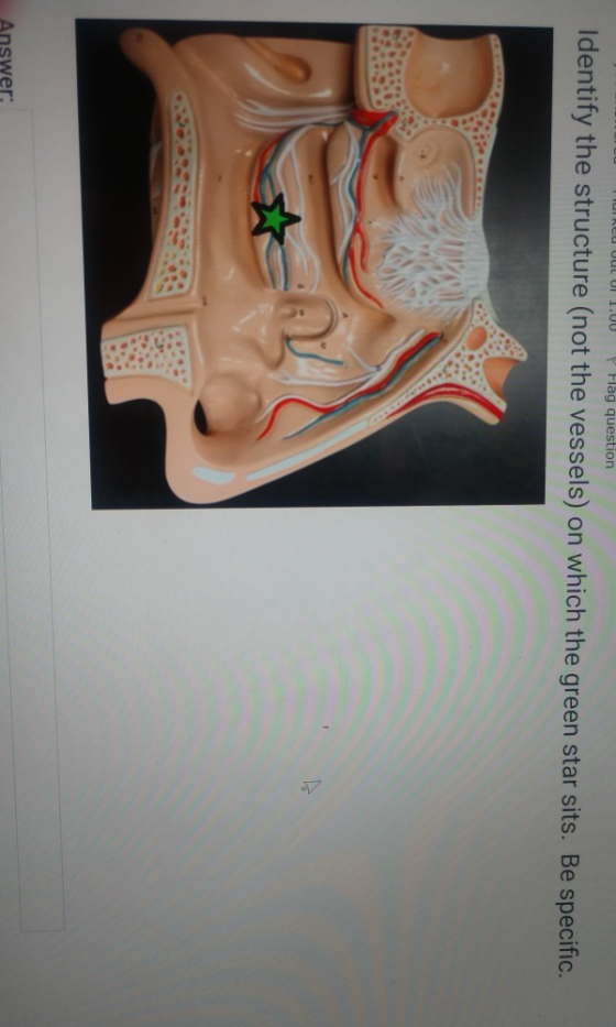 TURCU UULUI 1.UU P Flag question Identify the structure (not the vessels) on which the green star sits. Be specific. Answer: