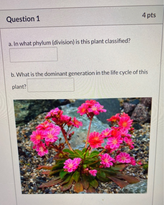 4 pts Question 1 a. In what phylum (division) is this plant classified? b. What is the dominant generation in the life cycle