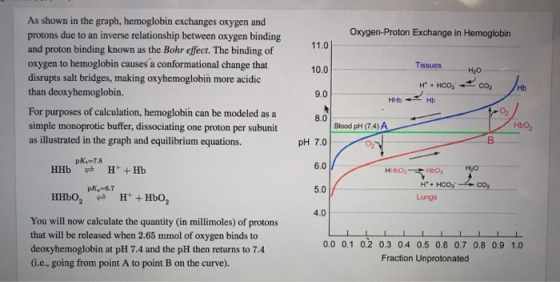 Oxygen-Proton Exchange in Hemoglobin 11.0 10.0 As shown in the graph, hemoglobin exchanges oxygen and protons due to an inver