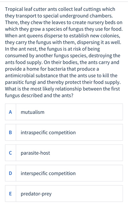 Tropical leaf cutter ants collect leaf cuttings which they transport to special underground chambers. There, they chew the le