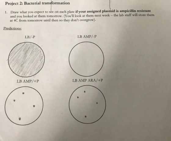 Project 2: Bacterial transformation 1. Draw what you ex pect to see on each plate if your assigned plasmid is ampicillin resistant and you looked at them tomorrow. Youll look at them next week - the lab staff will store them at 4C from tomorrow until then so they dont overgrow). Predictions: LB/-P LB AMP/-P LB AMP/+P LB AMP ARA/+P