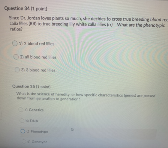 Question 34 (1 point) Since Dr. Jordan loves plants so much, she decides to cross true breeding blood rec calla lilies (RR) t