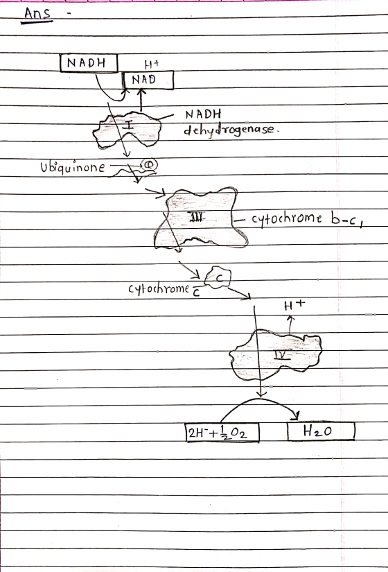 Ans NADH H+ NAD NADH dehydrogenase. Ubiquinone cytochrome b-c. cytochrome a Hy 2H +402