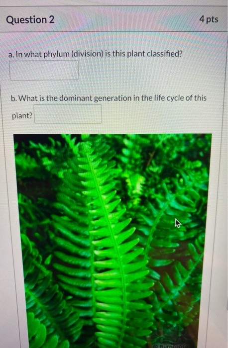 Question 2 4 pts a. In what phylum (division) is this plant classified? b. What is the dominant generation in the life cycle