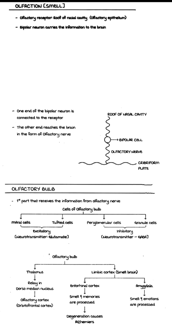 OLFACTION CSMELL) Olfactory receptor Roof of nasal cavity Coffactory epithelium) - Bipolar neuron carries the information to