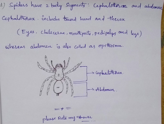 A) Spiders have a body segments: Cephalother ons and abdomen Cephalothorax includes tused head and theran (Eyes, cheleurae, m