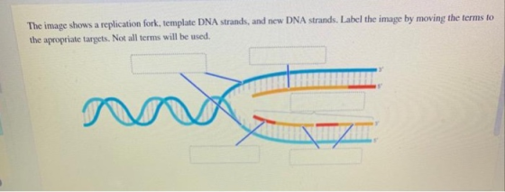 The image shows a replication fork, template DNA strands, and new DNA strands. Label the image by moving the terms to the apr