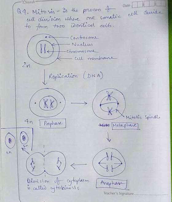 Date cell -Duresh Q9. Mitosis - Is the process of cell dinision where one somatic to form two identical cells. . Centrosome -