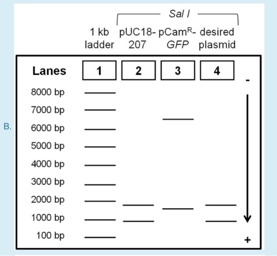 Sal I 1 kb pUC18- pCamR- desired ladder 207 GFP plasmid 4 Lanes1 8000 bp 7000 bp B. 6000 bp 5000 bp 4000 bp 3000 bp 2000 bp -