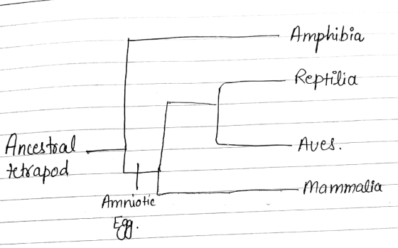 Amphibia Reptilia Aves. Ancestral tetrapod - Mammalia Amniotie