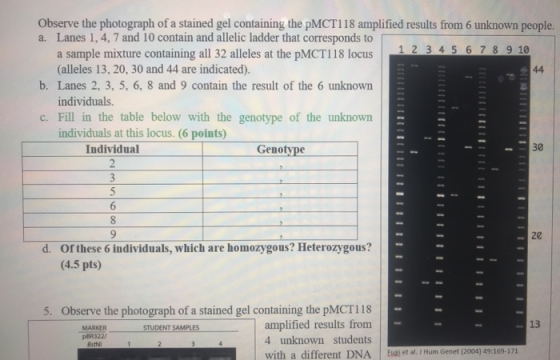Observe the photograph of a stained gel containing the pMCT118 amplified results from 6 unknown people. a. Lanes 1, 4, 7 and