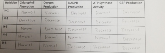 Herbicide G3P Production Chlorophyll Absorption Normal Oxygen Production NADPH Production ATP Synthase Activity Normal H-1 Nu