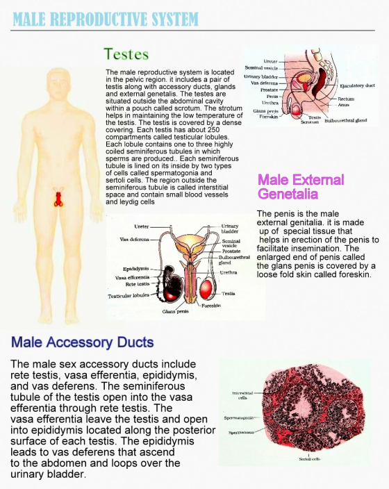 MALE REPRODUCTIVE SYSTEM Testes CV Ureter Seminal vesicle The male reproductive system is located Urinary bladder in the pelv