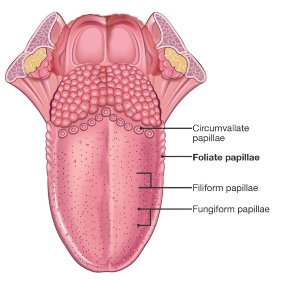 -Circumvallate papillae -Foliate papillae -Filiform papillae -Fungiform papillae