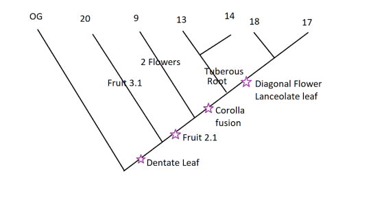 OG 20 13 14 18 17 2 Flòwers etous Diagonal Flower Frut 3.1 Lanceolate leaf Corolla fusion Fruit 2.1 Dentate Leaf