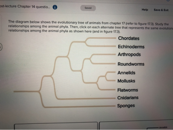 ost-lecture Chapter 14 questio... i Saved Help Save & Exit The diagram below shows the evolutionary tree of animals from chap