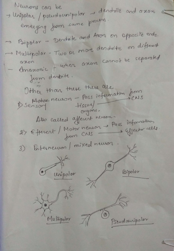 uurons can be om soume pmbens Pbar Dendale and Axon sn opposite ends Mtipolar- Two o more dendraite an deifpouh erme eme ginq