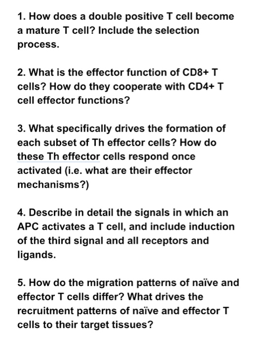 1. How does a double positive T cell become a mature T cell? Include the selection process. 2. What is the effector function