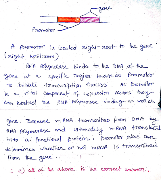 gene i promotor - am A promotor is located right next to the gene. . (right upstream). .. . RNA polymerase binds to the DNA o