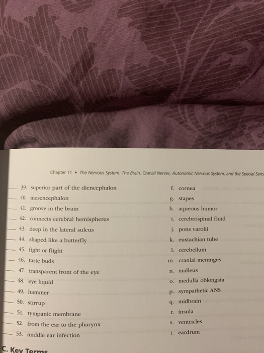 Chapter 11 . The Nervous System: The Brain, Cranial Nerves. Autonomic Nervous System, and the Special Sens 39. superior part