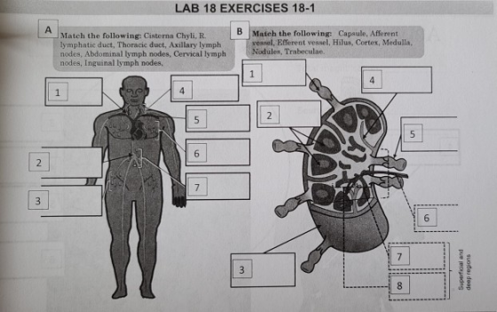 LAB 18 EXERCISES 18-1 Match the following: Cisterna Chyli, R. lymphatic duct, Thoracic duct, Axillary lymph nodes, Abdominal