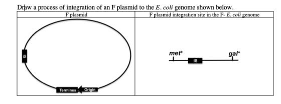Draw a process of integration of an F plasmid to the E. coli genome shown below. F plasmid F plasmid integration site in the