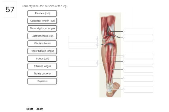 Correctly label the muscles of the leg. 57 Plantaris (cut) Calcaneal tendon (cut) Flexor digitorum longus Gastrocnemius (cut)